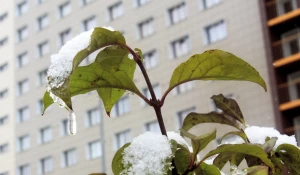 Первый снег в Барнауле. 