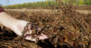 Алтайская гречиха