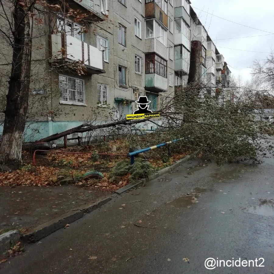 Упавшее дерево.