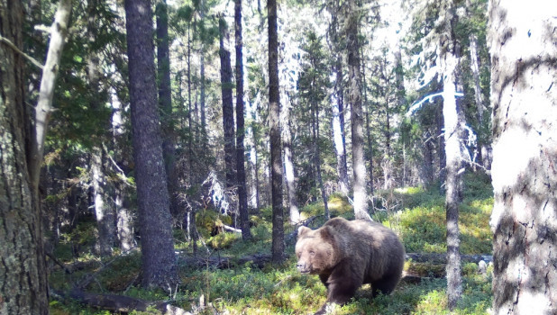 Медведь в Катунском заповеднике.