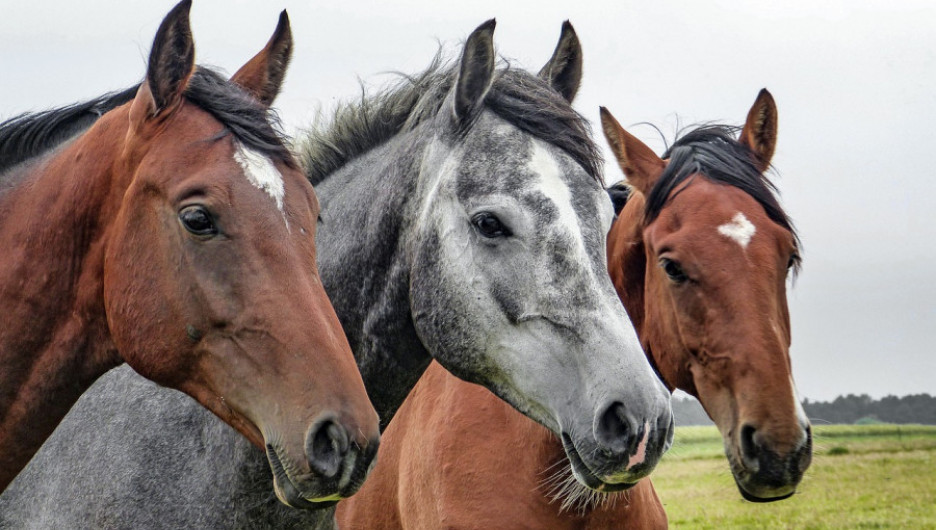 Более полусотни лошадей с жеребятами расстреляли в Алтайском крае