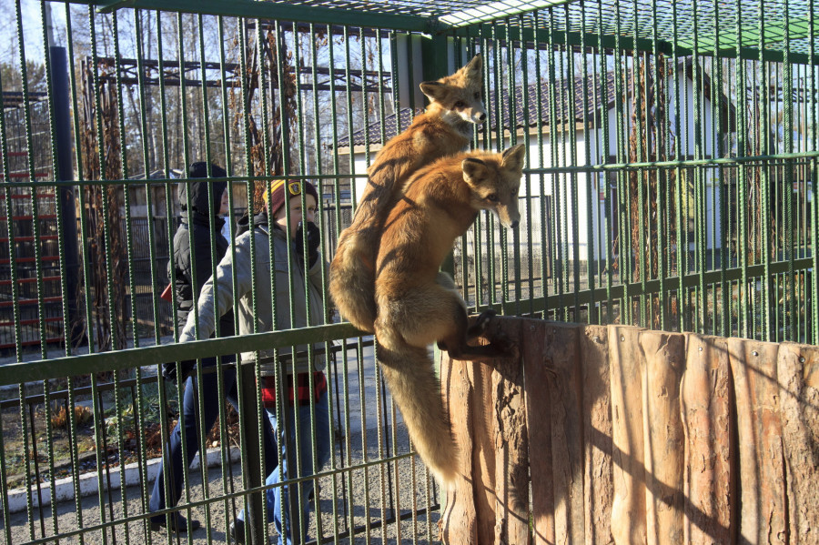 В Барнаульском зоопарке.