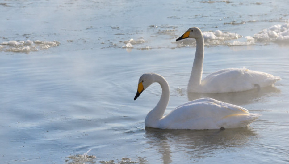 Лебеди-кликуны покинули Бийск после зимовки