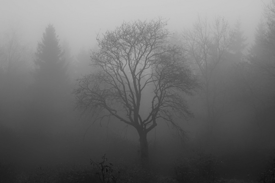 Лес. Туман