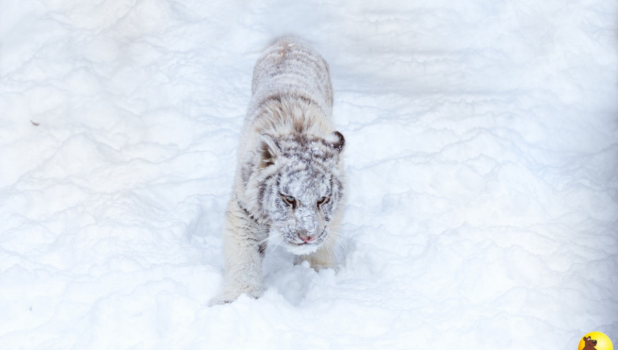 Тигры в барнаульском зоопарке резвятся в снегу.