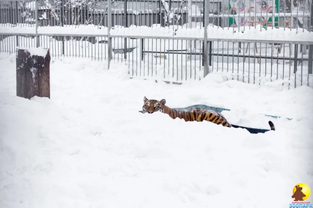 Тигры в барнаульском зоопарке резвятся в снегу.