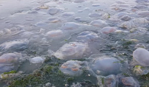 Медузы на крымском побережье.