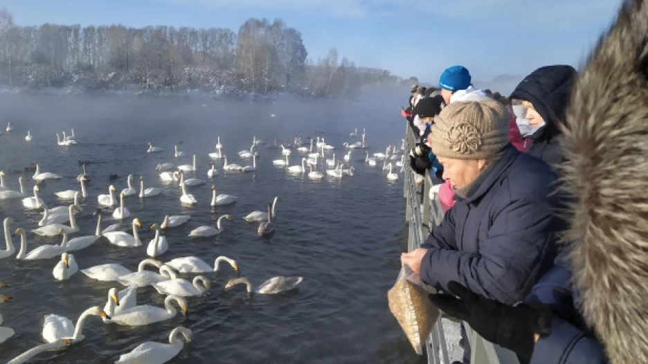 Заказник "Лебединый", 1 декабря 2019 год. 