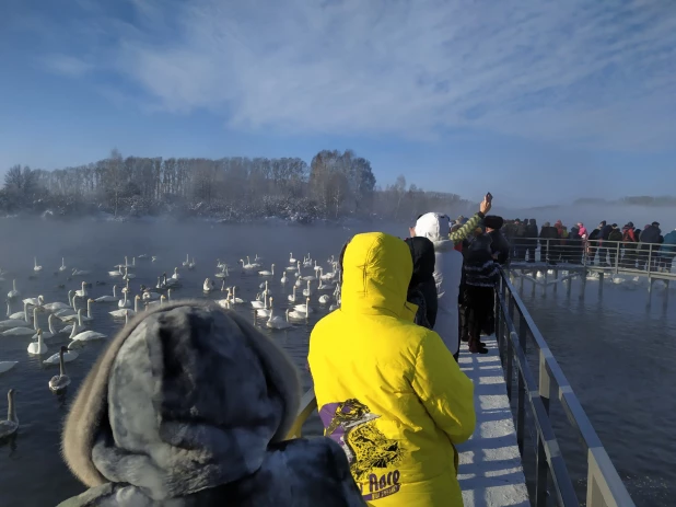 Заказник "Лебединый", 1 декабря 2019 год. 