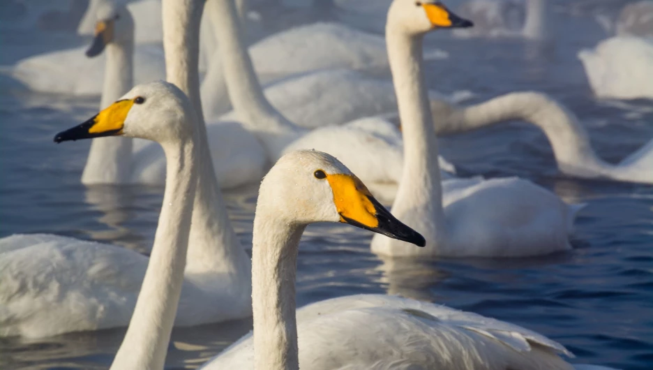 Заказник "Лебединый", 1 декабря 2019 года.