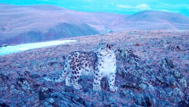 Котенок барса попался в фотоловышку 