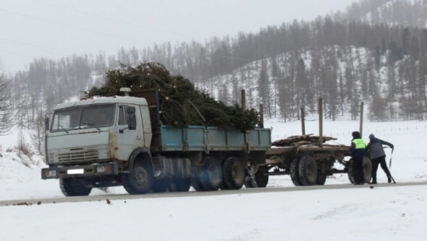 Вырубка елей в республике Алтай