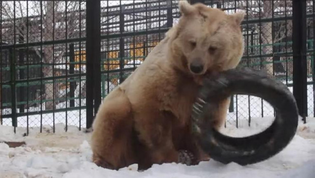 Медведь проснулся в зоопарке из-за потепления. Красноярск.