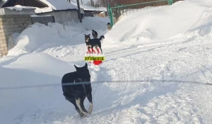 Бродячие собаки в Рубцовске 
