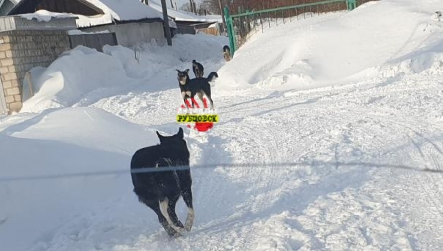 Бродячие собаки в Рубцовске 