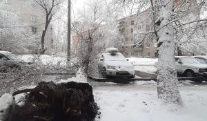 Упавшее дерево.