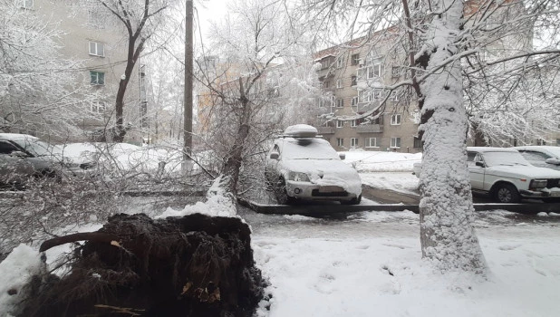 Упавшее дерево.