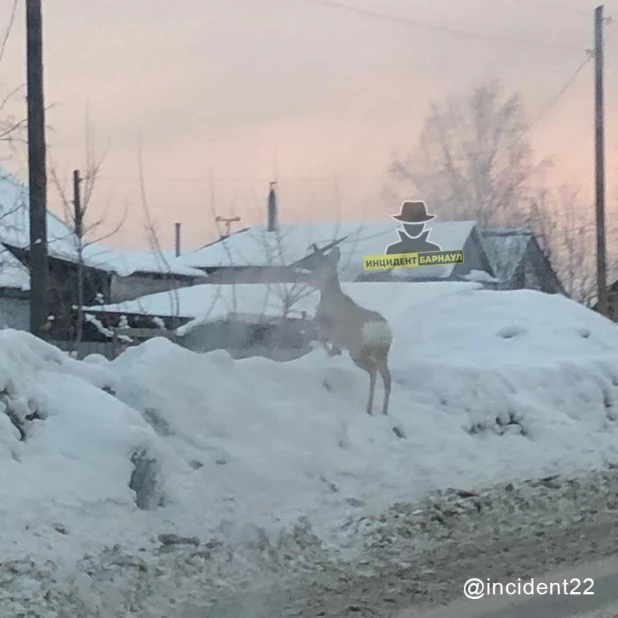 В пригород Барнаула забрела косуля 