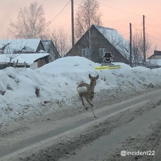 В пригород Барнаула забрела косуля 