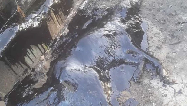 В Аргентине пса нашли в яме с гудроном 