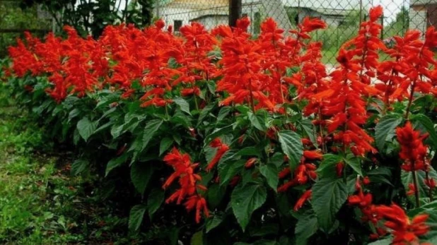 Сальвия сорта Salvia Reddy Bright Red.