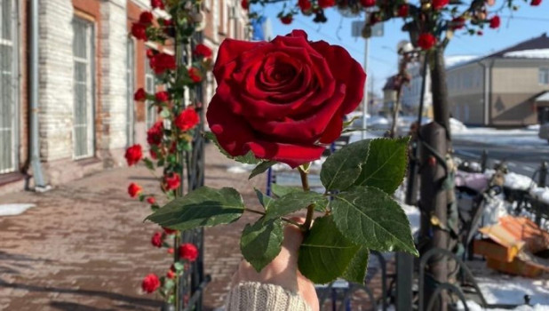 Розы на "Скамье желаний".
