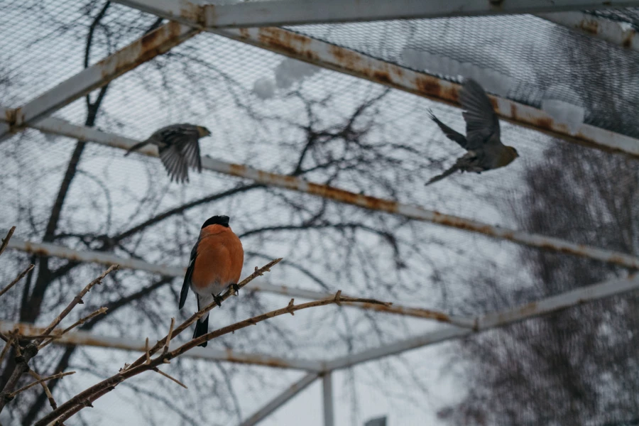 Звериная Масленица-2020 в &quot;Лесной сказке&quot;