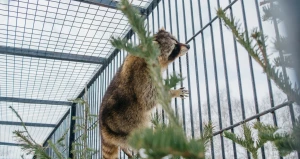 Звериная Масленица-2020 в "Лесной сказке"