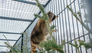 Звериная Масленица-2020 в "Лесной сказке"