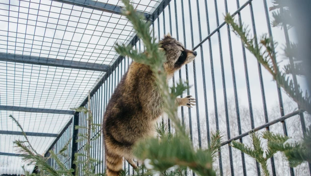 Звериная Масленица-2020 в "Лесной сказке"