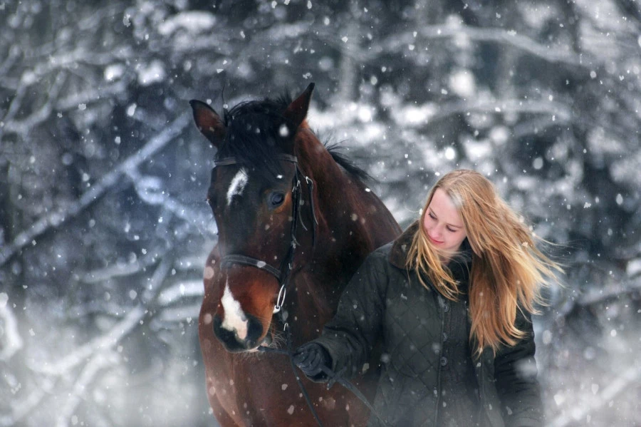 Лошадь, зима