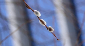 Верба. Весна в Барнауле.