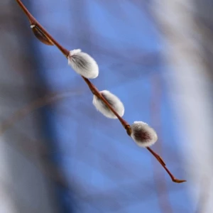 Верба. Весна в Барнауле.