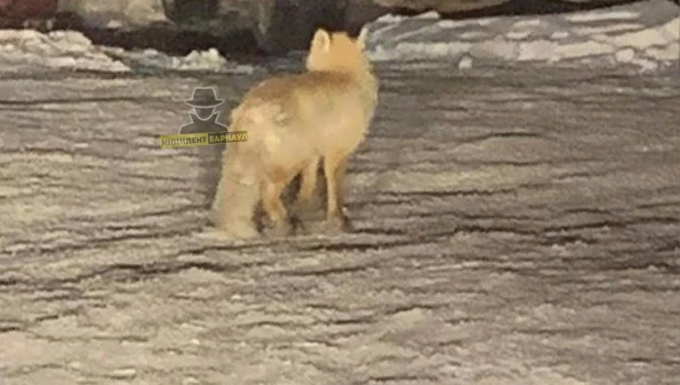 Лиса на ул. Советской Армии.