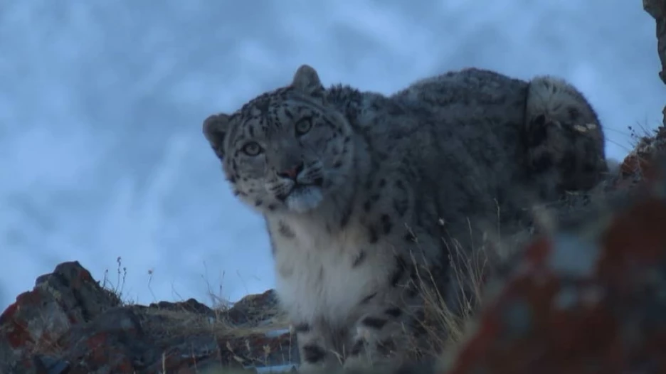 Снежный барс.