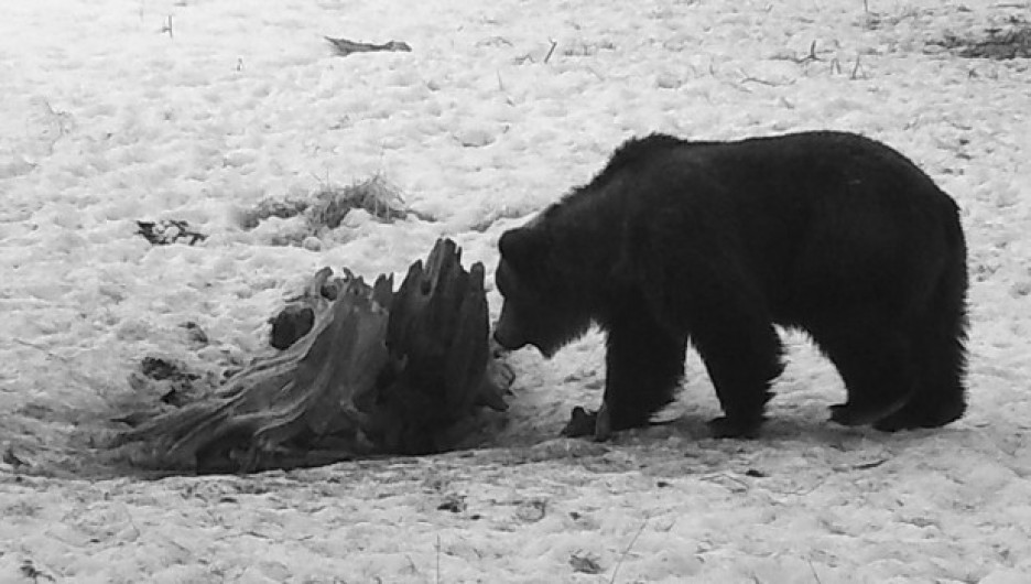 Нарушаем самоизоляцию: на Алтае проснулись бурундуки и медведи