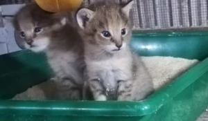 Камышовые котята в Барнаульском зоопарке. 