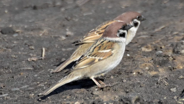 Полевой воробей.
