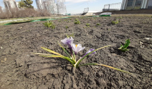 Первые цветы в Барнауле.