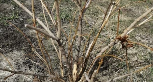 Мыши и большой снег - главные проблемы для садоводов.