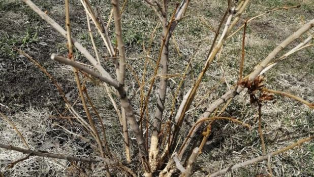 Мыши и большой снег - главные проблемы для садоводов.