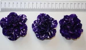 Новый сорт петунии.