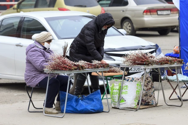 Продажа вербы в Барнауле.