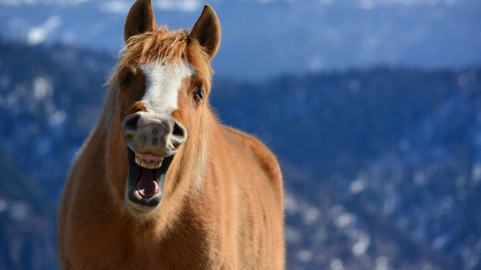 Лошадь "улыбается".