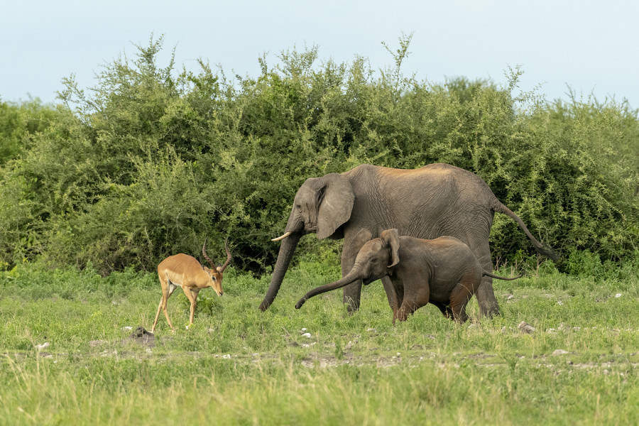 Съемки в национальных природных парках Ботсваны и ЮАР.