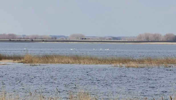 Лебеди на озере Ракиты.