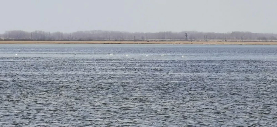 Лебеди на озере Ракиты.