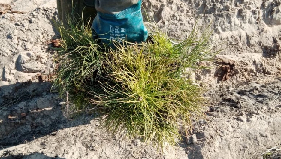 Создание новых лесов - 2020