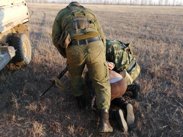 В Алтайском крае задержали злоумышленников, которые пытались вывезти соколов сапсанов.