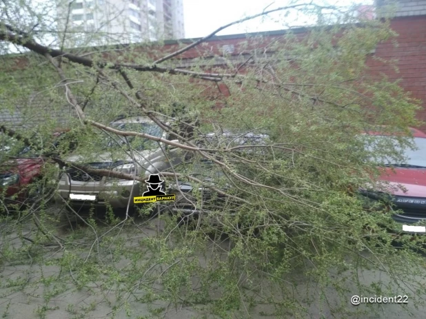 Дерево упало на машины в Барнауле.